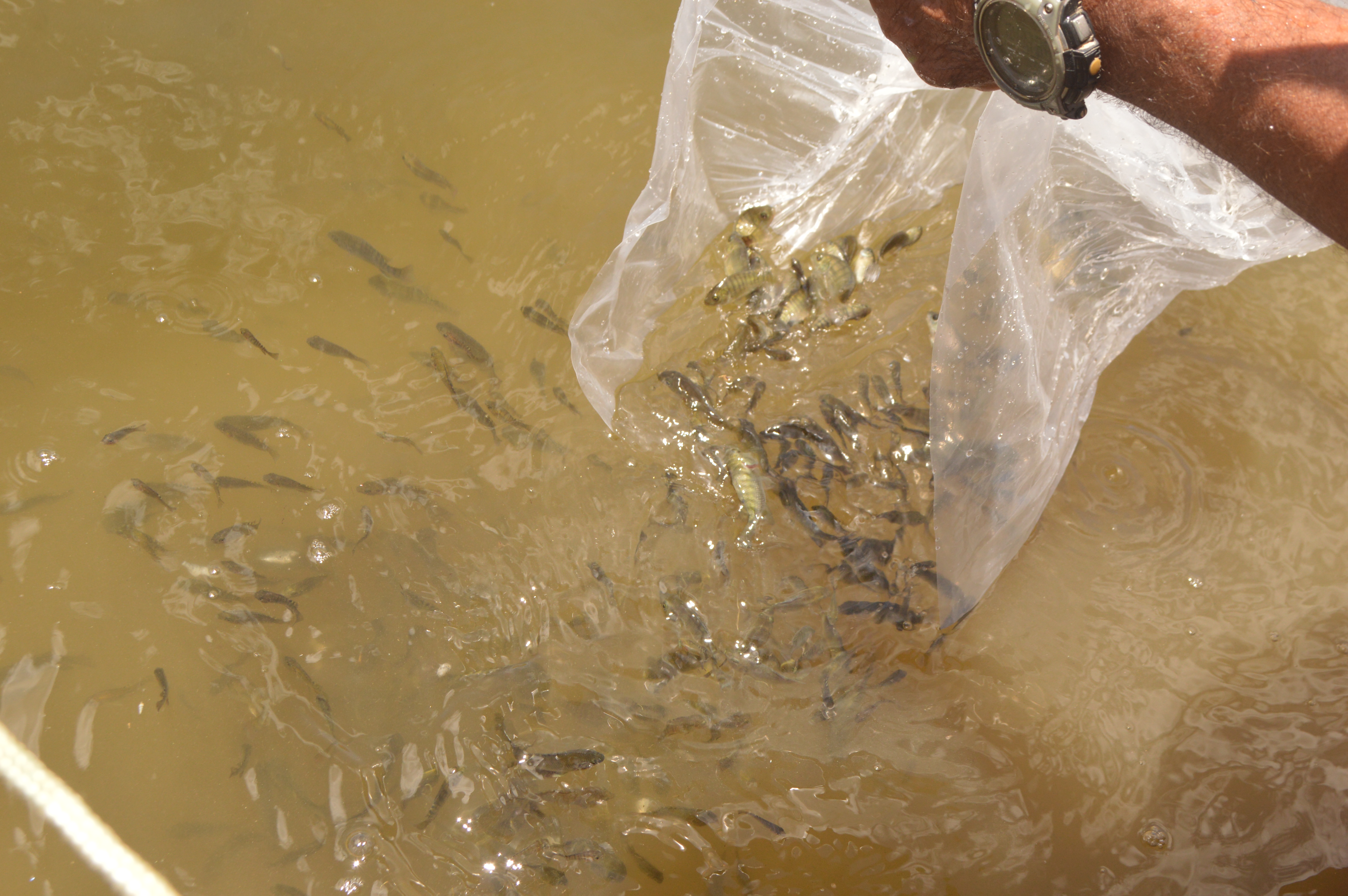 O Programa Peixamento do Governo do Ceará, realizado por meio da Secretaria da Agricultura, Pesca e Aquicultura (Seapa), entrega nesta semana mais 183 mil alevinos de tilápias para povoamento de reservatórios de cinco municípios cearenses.